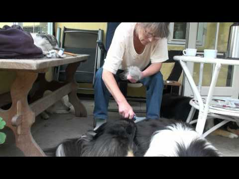 Video: Sådan lærer du en hund til at afhente varer fra gulvet