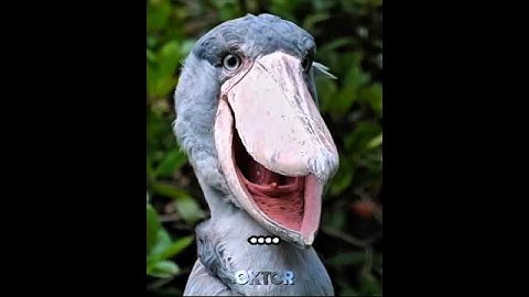 Terrifying bird sounds ..💀 #blowup #foryou #funny #birds