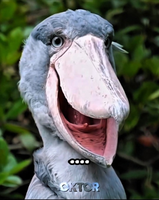 Suara burung yang mengerikan..💀 #blowup #foryou #funny #birds