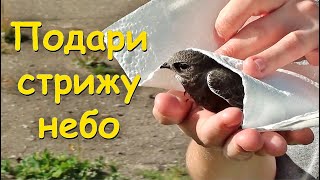 Подари стрижу небо. Give life to a swift