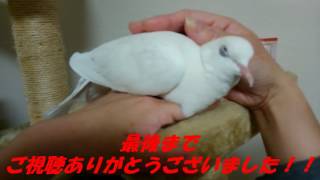 撫でられたら 目を閉じる鳩 かわいい鳩のポッポちゃん Youtube