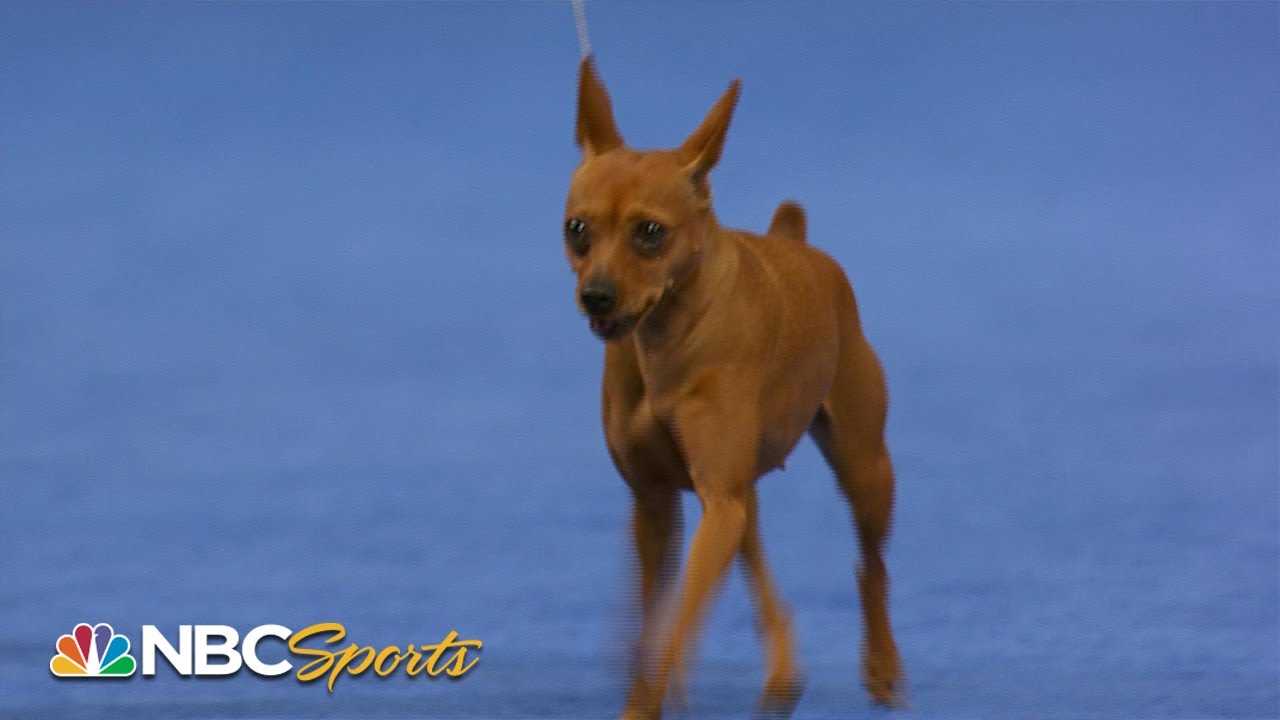 National Dog Show 2023: Working Group (Full Judging) | NBC Sports