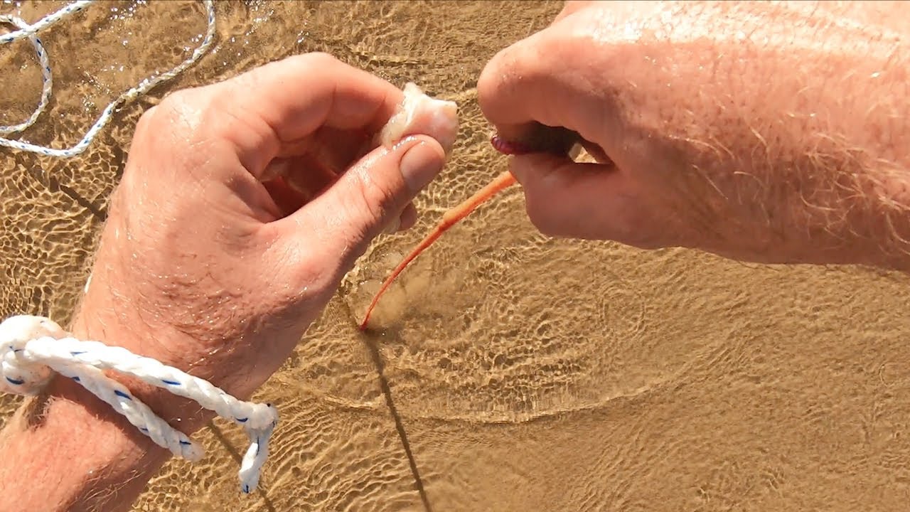 How to catch beach worms for bait (full tutorial) 