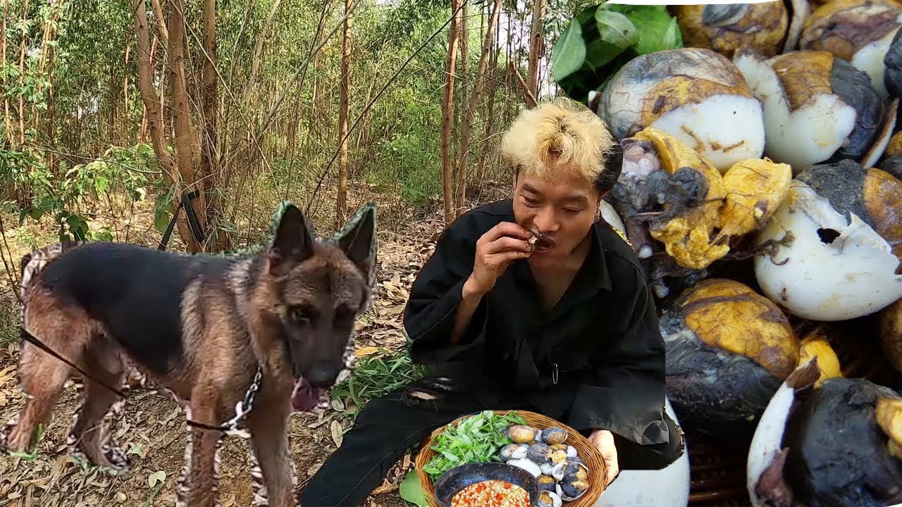 Survival Skills - Cook Eggs For The Dogs To Eat - Eating Baby Egg Ducks