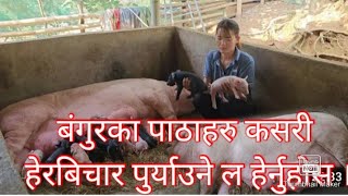 बंगुरका पाठाहरु कसरी कियर गर्ने/.         How do care piglets?