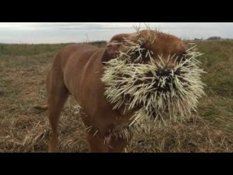 Vídeo: Porc Senyorial