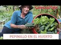 Cosecha de Pepinillos en el huerto (editado)