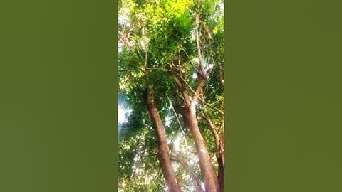 Cuckoo bird 🐦 calling his partner in jungle, Please subscribe my channel #shortsfeeds #youtubeshorts
