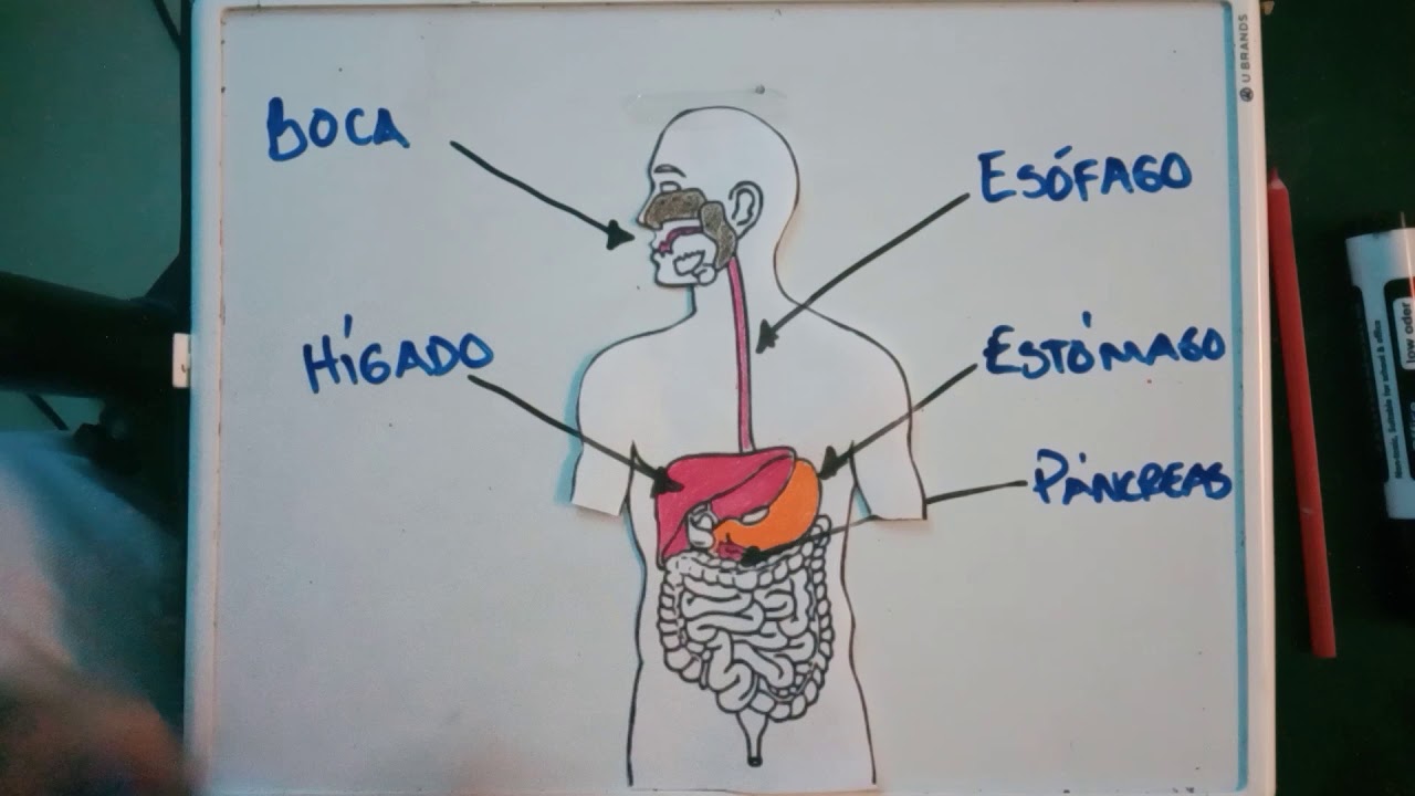 Biología 140. Clase 5. El recorrido de los alimentos por el cuerpo