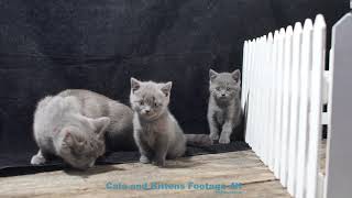 5 MIN | British Shorthair blue mom cat taking care of her baby kittens