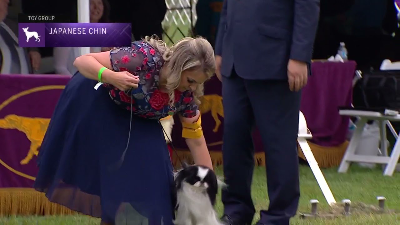 Japanese Chin | Breed Judging 2021