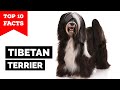 Tibetan Terrier - Top 10 Facts の動画、YouTube動画。