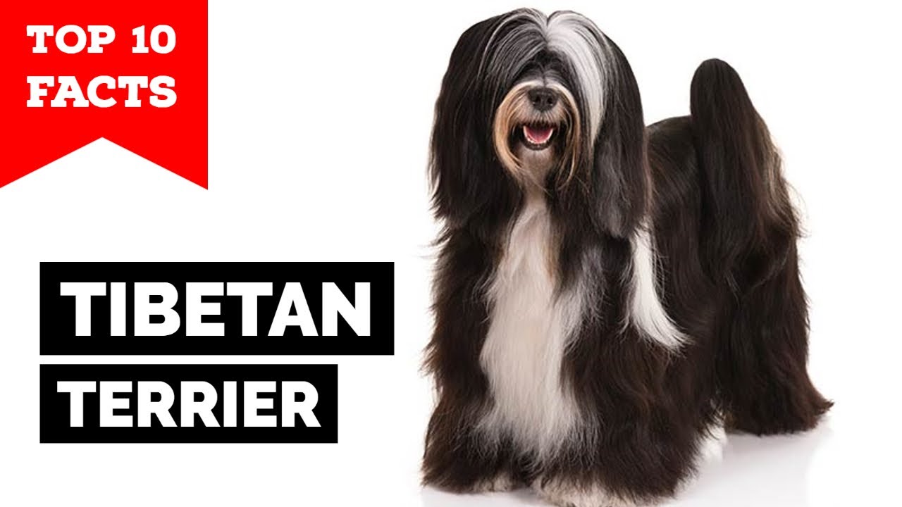 tibetan terrier dogs 101