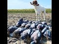 Охота на дикого голубя на пшенице 2019, Часть вторая\ wood pigeon hunt 2019 part 2