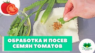 Правильная обработка и посев семян томатов
