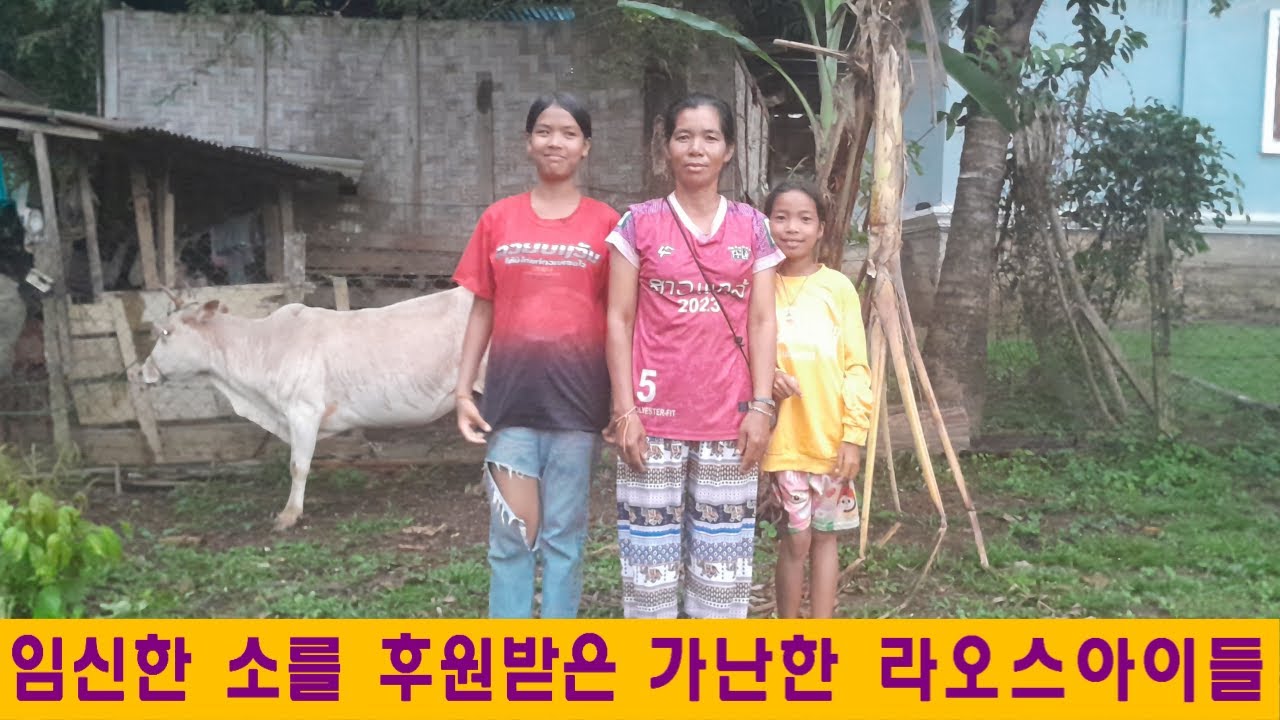 펀네집(11):임신한 소를 후원받아 기뼈하는 가난한 라오스소녀(김홍열님 후원)