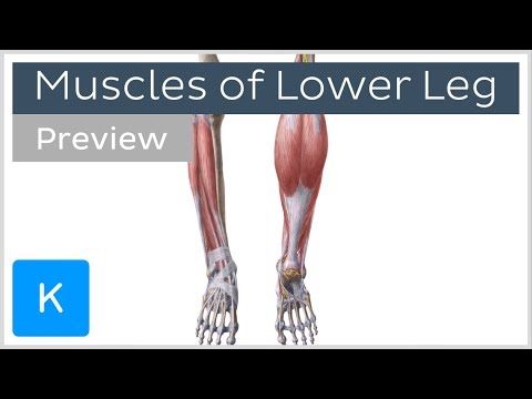 Muscles of the lower leg and knee (preview) - Human Anatomy | Kenhub