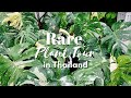 RARE PLANT TOUR 2020 IN CHATUCHAK,THAILAND EP.2