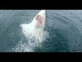 13 ft great white shark breaches with surfer in jaws