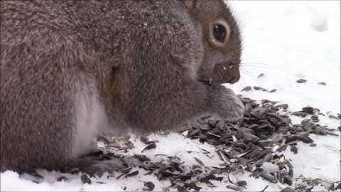 Audio Visual Catnip January 2017