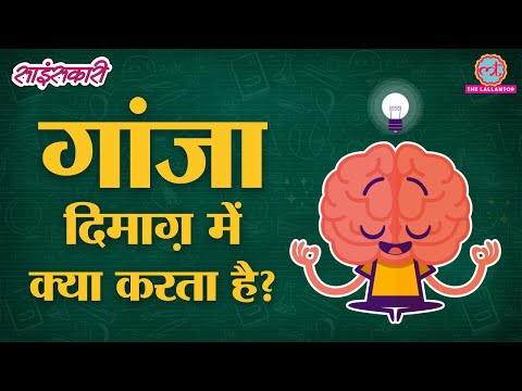 वीडियो: आर्ट गैलरी मास्कॉट के रूप में दूसरे अधिनियम का आनंद ले रहे आश्रय कुत्ते को बचाया