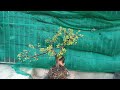 ( đã bán )M607. gl ae một cây cẩm thị. giá 300k .lh 0933648634
