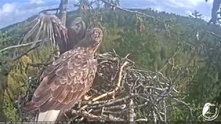 Details J E20171003 153311MaleToBranch News