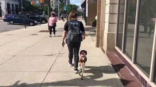 Luna | 1 year old Brittany Spaniel | Off Leash k9 Training by Shannon Ruland 32 views 4 years ago 7 minutes, 51 seconds