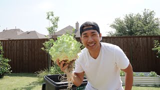 Growing Giant Kohlrabi In Large Trash Bin Part 02 - Harvest Time