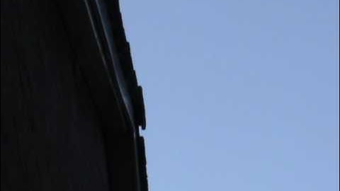 Gierzwaluw (apus apus - Common Swift) Soest 17-05-2009