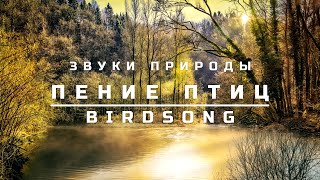 Звуки Природы, 10 Часов | Пение Птиц | Окажитесь На Берегу Озера! | Лес | Birdsong | Nightingale