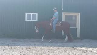 Radical N Ultimate - Triple Registered Gelding