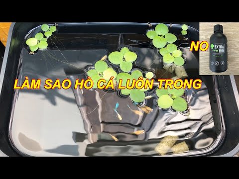 Video Làm sao để hồ cá 7 màu ngoài trời nước trong và ko rêu... - youtube