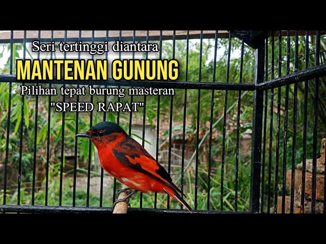 MANTENAN GUNUNG || ROLL SPEED RAPAT,SEJUTA VARIASI class=