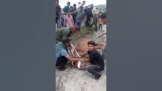 Balapan Kuda Sang Joki terjatuh Bersama Kuda nya di Aceh Tengah