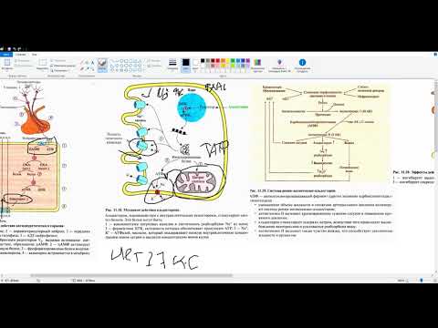 Video: Difference Between Wordpress And Blogspot