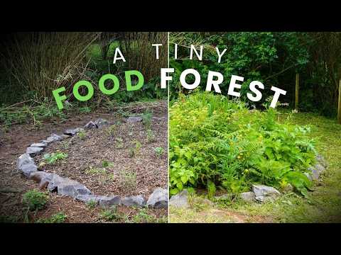 I Planted a Food Forest Guild in 25m² (120 Days Later)