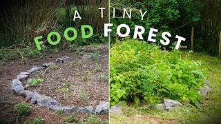 I Planted a Food Forest Guild in 25m² (120 Days Later)