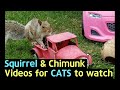 Videos for Cats to watch - Chipmunk, Squirrel / 고양이가 좋아하는 영상 - 다람쥐,청설모 #2