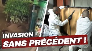Punaises de lits, rats : Les nuisibles nous envahissent 😨 | Enquête Choc