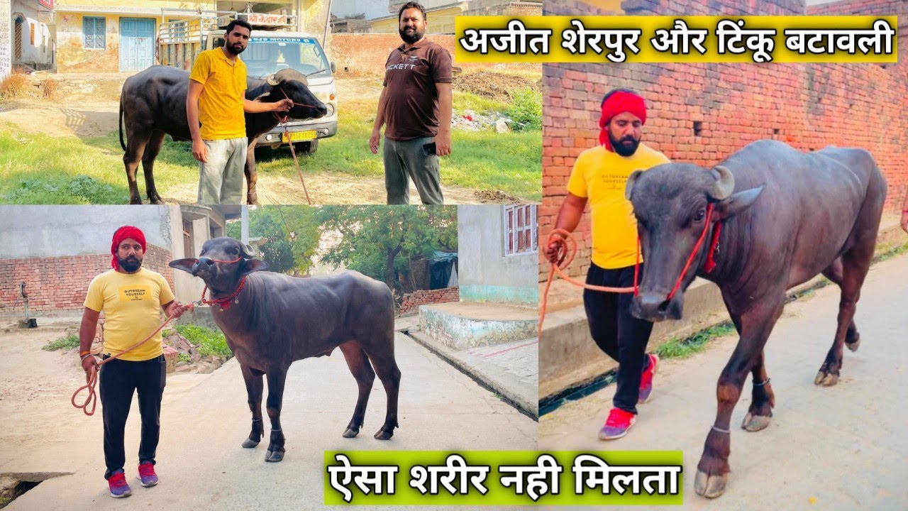 टिंकू बटावली और अजीत शेरपुर दो बड़े नाम और इस लवारा जैसा शरीर नही मिलता Tinku batawali वाला चीता