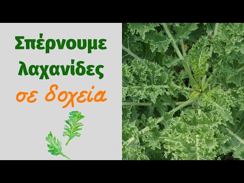 Βίντεο: Καλλιέργεια και χρήση της Forsythia στο τοπίο του κήπου