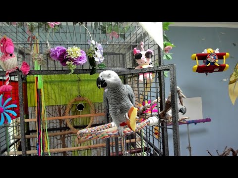 (<strong>Live</strong> on-air)앵무새가 진행하는 토요일 아침 생방송 [연구대상앵무새똘이] Korean-<strong>gray</strong> parrot [K-parrot]