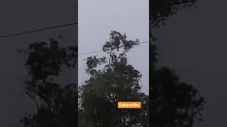 kya mausam aaya hai#Karishma Kapoor#shortvideo#tranding#viralsong#sadabahar gane