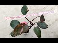 Филодендрон Пинк принцесс или розовая принцесса(Philodendron Pink Princess) Обрезка. Размножение🥰