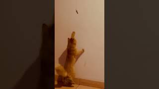 MiloStories#Milo#Cat#love#nature#lizard