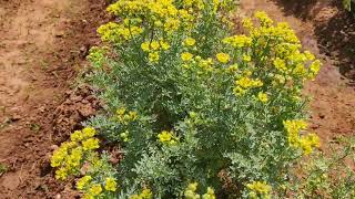 Various medicinal plants at Horticultural show Bangalore