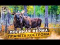 Лосиная ферма. Планета Кострома | @Русское географическое общество