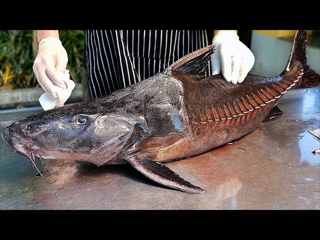 Bangkok Food - GIANT MONSTER FISH CURRY Thai Seafood Thailand | Travel Thirsty