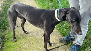 Meet Frankie  greyhound looking for a home